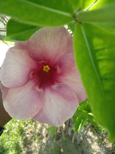 Allamanda blanchetii image