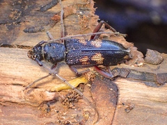 Phoracantha punctata