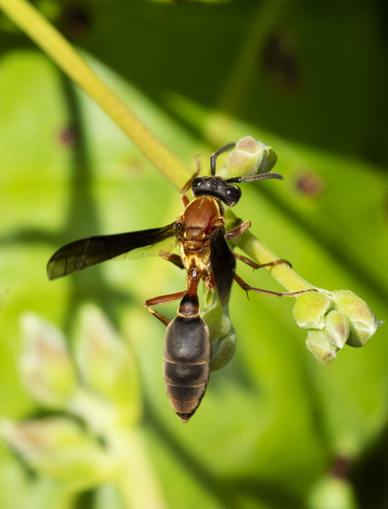 Polybia sericea