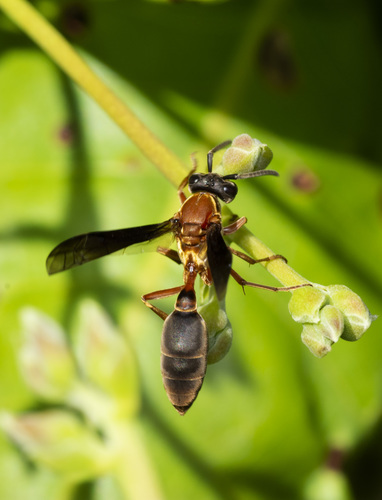 Polybia sericea