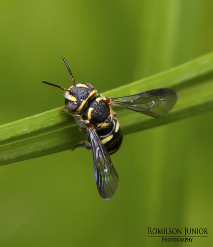 Sand Small-Resin bee