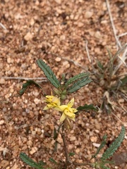 Corchorus asplenifolius