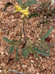 Corchorus asplenifolius