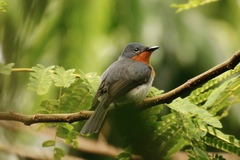 Myiagra albiventris