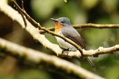 Myiagra albiventris