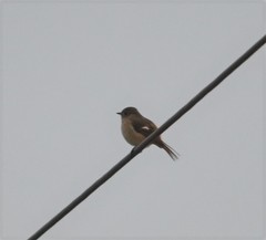 Phoenicurus auroreus