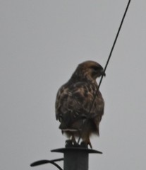 Buteo japonicus
