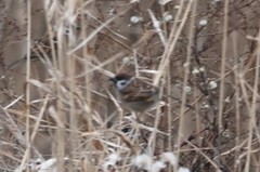 Passer montanus