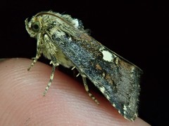 Dimorphicosmia variegata