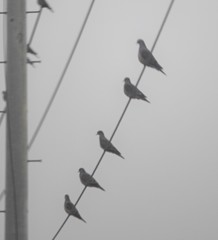 Streptopelia orientalis