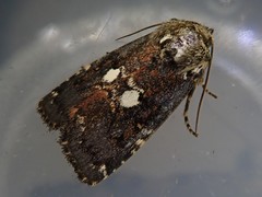 Dimorphicosmia variegata