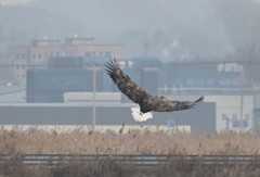 Haliaeetus albicilla
