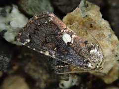 Dimorphicosmia variegata