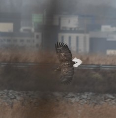 Haliaeetus albicilla
