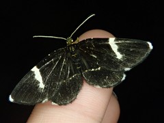 Trichobaptria exsecuta exsecuta