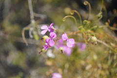Stylidium scandens