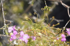 Stylidium scandens