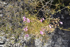Stylidium scandens