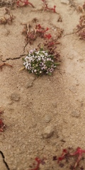 Lobelia quadrisepala