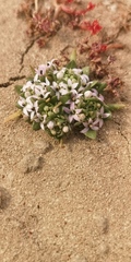 Lobelia quadrisepala