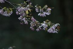 Prunus cerasoides