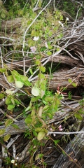 Heliophila suborbicularis