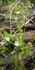 Heliophila suborbicularis