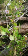 Heliophila suborbicularis