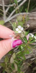 Heliophila suborbicularis