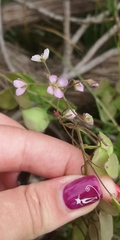 Heliophila suborbicularis