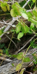 Heliophila suborbicularis