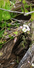 Heliophila suborbicularis