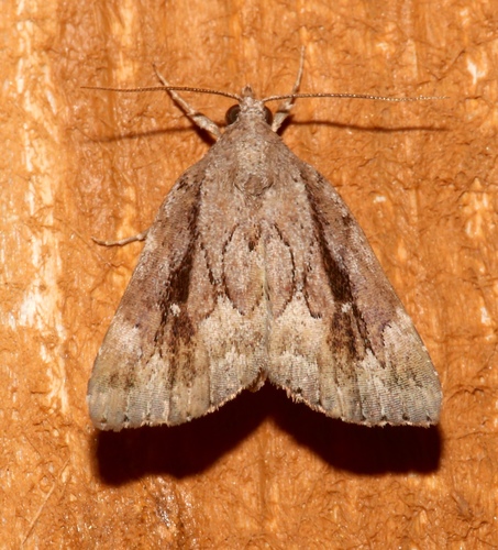 Cypress Looper photo 3