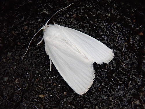 Chasminodes albonitens