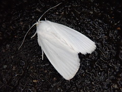 Chasminodes albonitens