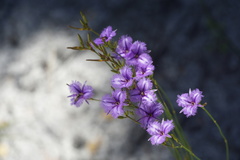 Thysanotus dichotomus