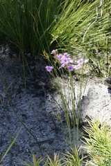 Thysanotus dichotomus