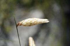 Johnsonia lupulina