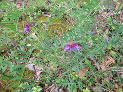 Vicia nervata