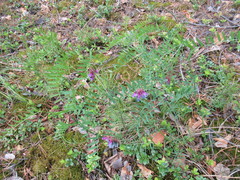 Vicia nervata