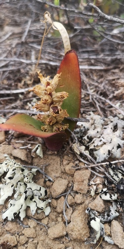 Lachenalia congesta