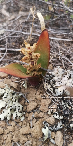Lachenalia congesta
