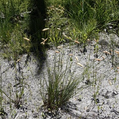 Johnsonia lupulina