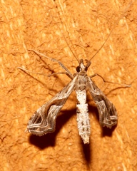 Image of Lineodes integra