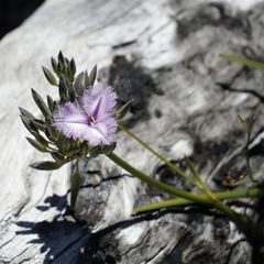 Thysanotus multiflorus