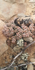 Crassula corallina macrorrhiza
