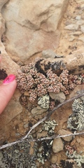 Crassula corallina macrorrhiza