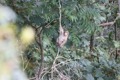 Macaca assamensis