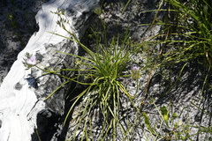 Thysanotus multiflorus