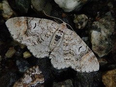 Venusia laria